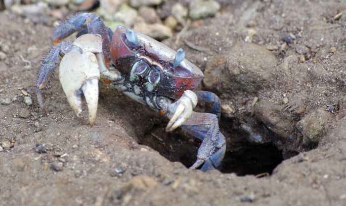 Landkrabban är Raiateas maskot. landkrabba