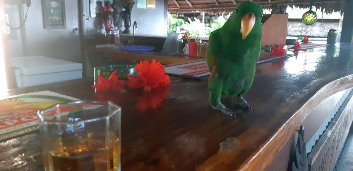 Barhäng i Kavieng papegoja