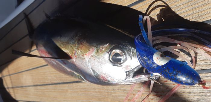 tonfisk