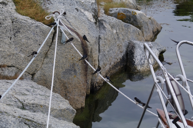 Förtöjningssvalor i Bastugluggen.